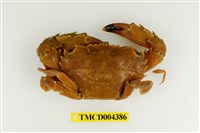 藏品(鈍齒短槳蟹)的圖片